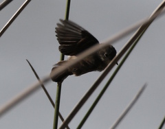 Serpophaga nigricans