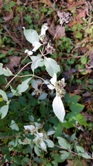 Pycnanthemum incanum