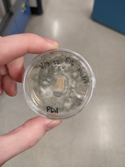 Penicillium olsonii