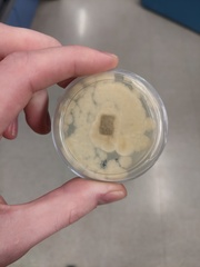 Penicillium olsonii