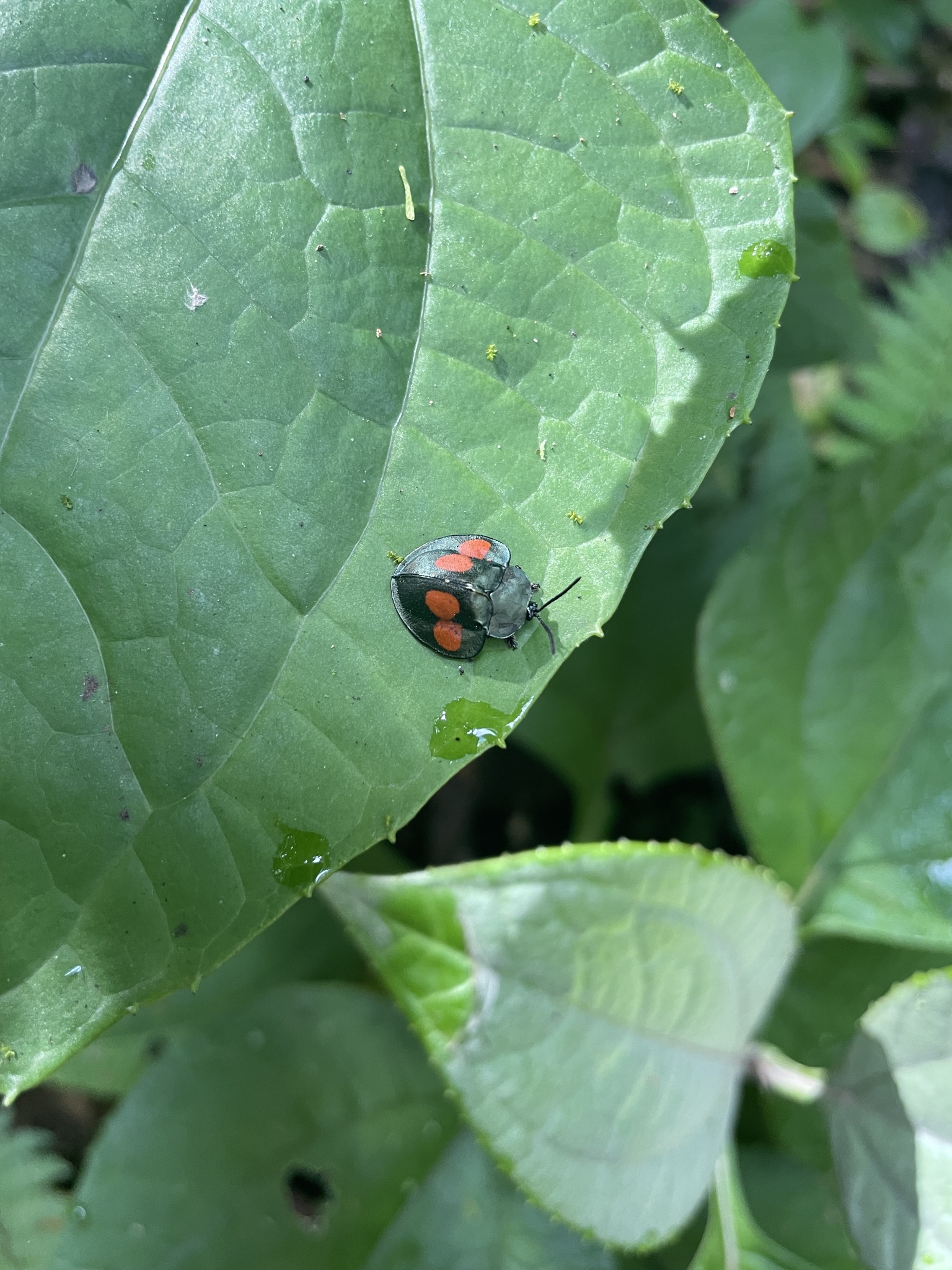 Thrahei Insecte STRI Research Portal Detailed Collection Record Information