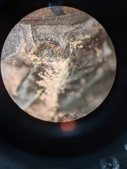 Penicillium olsonii