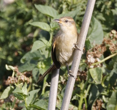 Limnoctites sulphuriferus