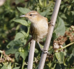 Limnoctites sulphuriferus