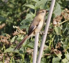 Limnoctites sulphuriferus