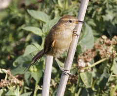 Limnoctites sulphuriferus