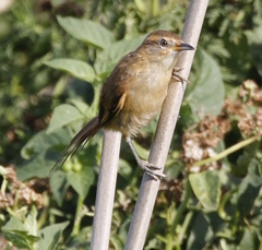 Limnoctites sulphuriferus