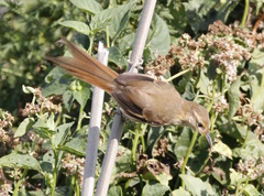 Limnoctites sulphuriferus