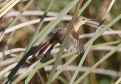 Limnoctites sulphuriferus