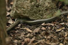 Galvarinus chilensis