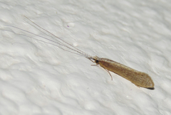 Leptoceridae