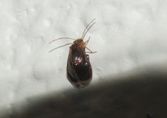 Amphipsocidae
