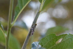 Apalacris varicornis