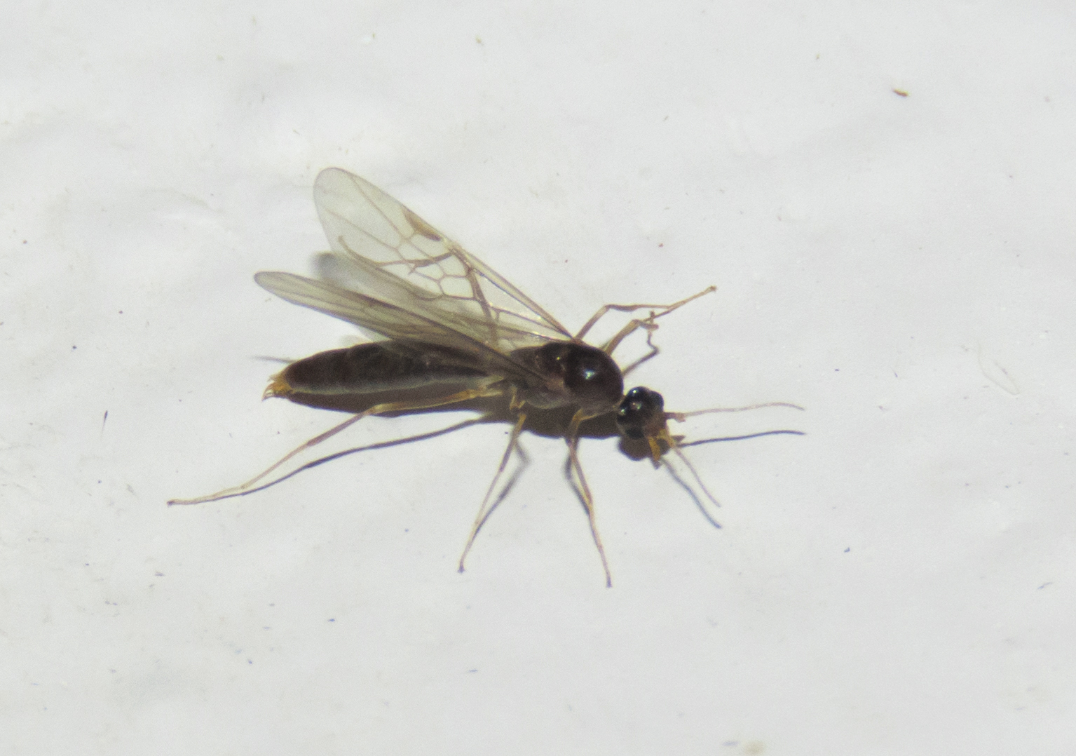 Linepithema angulatum