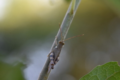 Apalacris varicornis