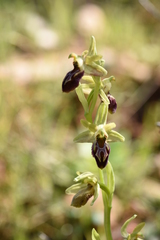 Ophrys sphegodes