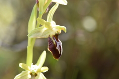 Ophrys sphegodes