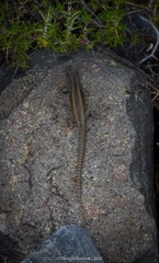 Liolaemus parvus