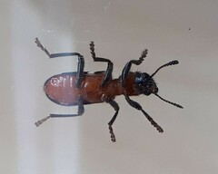 Thanasimus formicarius