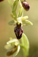 Ophrys sphegodes