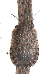 Sciocoris microphthalmus