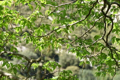 Ostrya carpinifolia