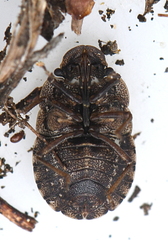 Sciocoris microphthalmus