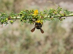 Neoxylocopa