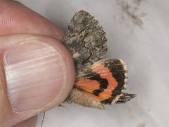 Catocala ophelia