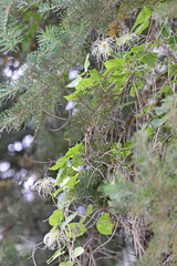 Clematis occidentalis grosseserrata