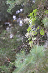 Clematis occidentalis grosseserrata