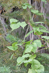Clematis occidentalis grosseserrata