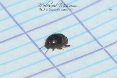 Macroscytus brunneus