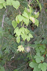 Clematis occidentalis grosseserrata