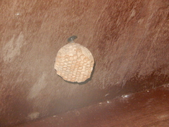 Polistes tenebricosus