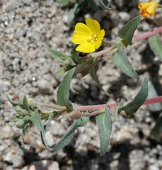Camissoniopsis pallida