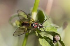 Argyroeides braco