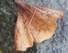 Bartheletia paradoxa