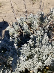 Artemisia stelleriana