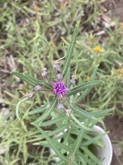 Lessingianthus rubricaulis