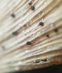 Bartheletia paradoxa