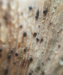 Bartheletia paradoxa