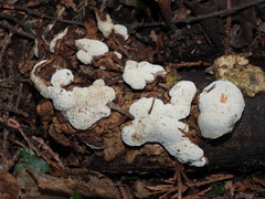 Abortiporus biennis