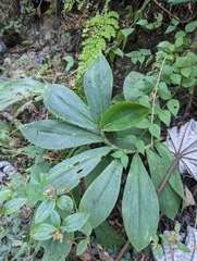 Hellenia speciosa