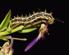 Pardopsis punctatissima