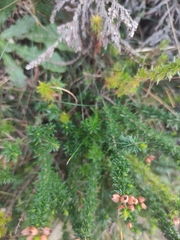 Erica cinerea