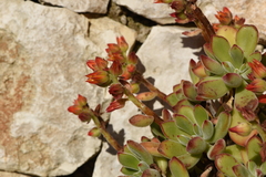 Echeveria pulvinata