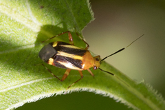 Horciasinus signoreti