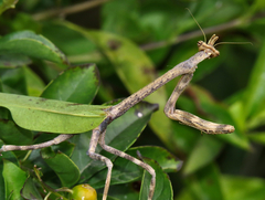 Pseudovates chlorophaea