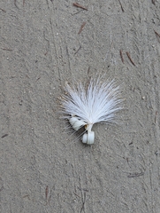 Pochota fendleri